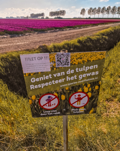 Tulip Fields in Goeree-Overflakkee, the Netherlands