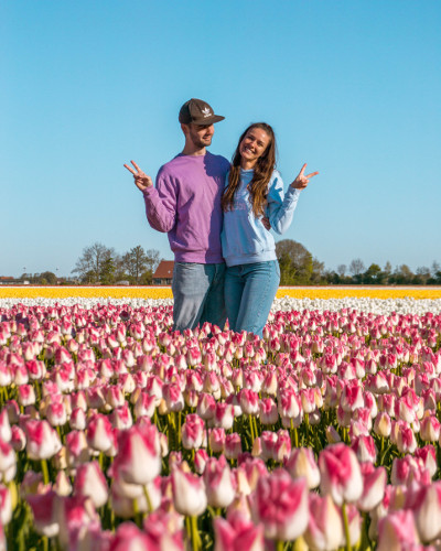 Tulip Fields in Flevoland, the Netherlands