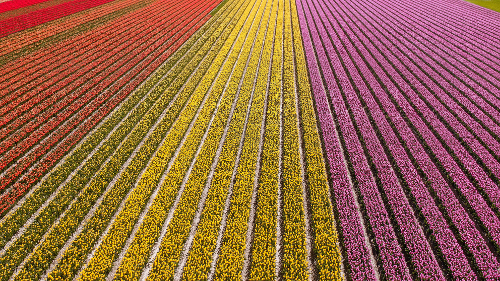 Travel Inspiration Tulip Fields, the Netherlands