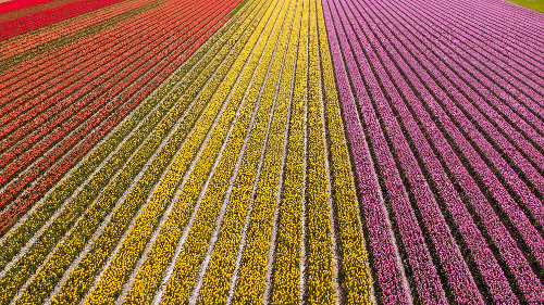 Tulip fields in Flevoland, the Netherlands