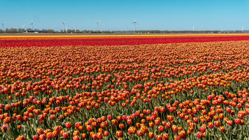 Tulip fields in Flevoland, the Netherlands