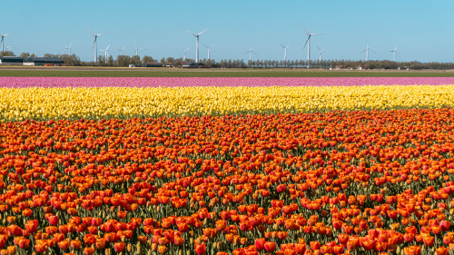 Tulip fields in Flevoland, the Netherlands