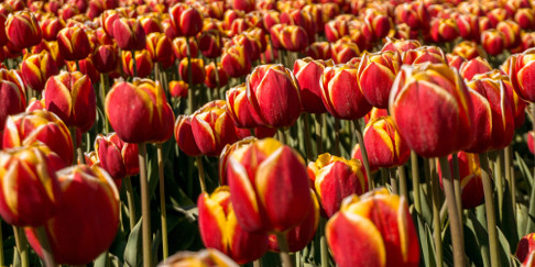 Tulip Fields in Flevoland, the Netherlands