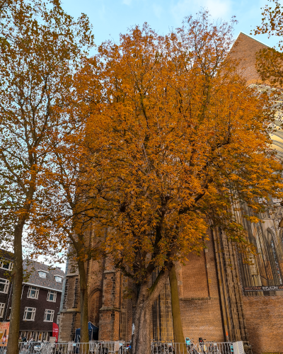 Fall at the Dom Square in Utrecht, the Netherlands