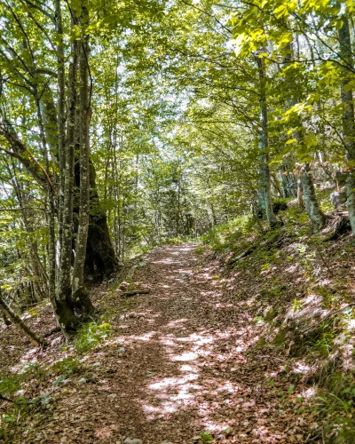 Mountain forest trail in Triglav National Park, Slovenia