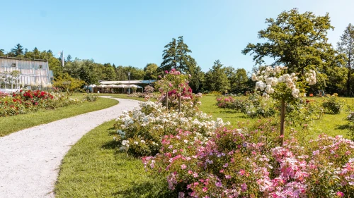 Rose Garden in Tivoli Park, Ljubljana, Slovenia