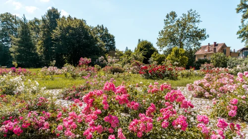 Rose Garden in Tivoli Park, Ljubljana, Slovenia