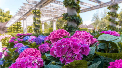 Flowers in the Cecilio Rodriguez Garden in Retiro Park, Madrid, Spain